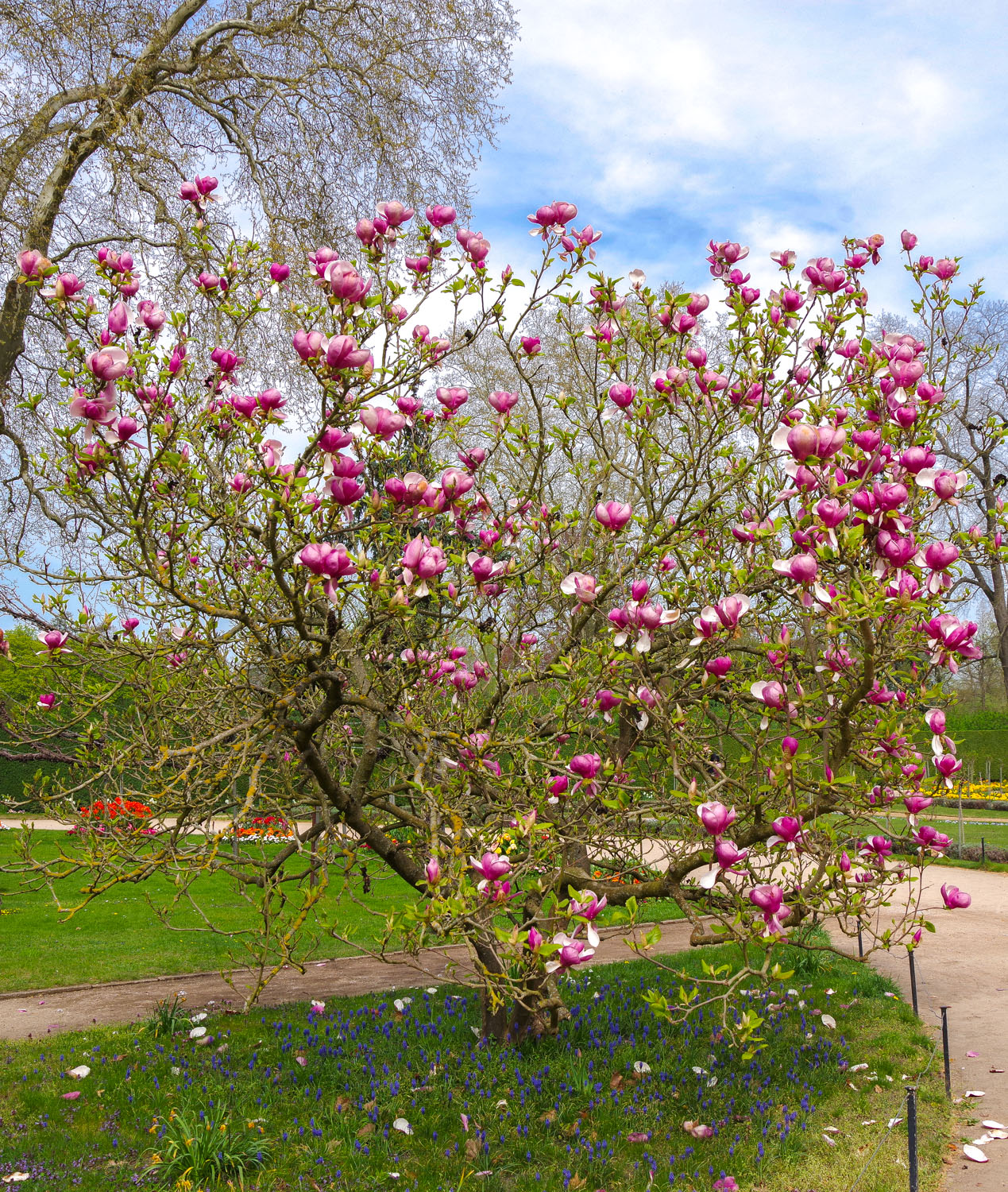 'Lennei' × soulangeana Magnolia