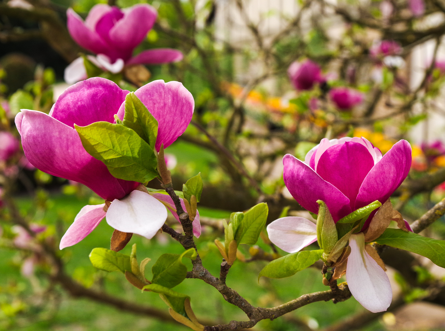 Magnolia × soulangeana 'Lennei' - Potsdam - April 2025