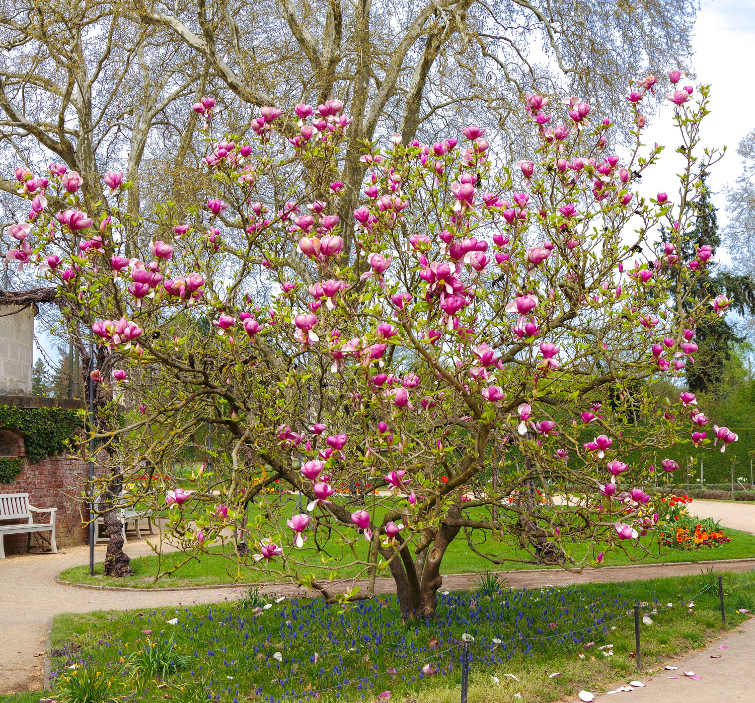 Magnolia × soulangeana 'Lennei' - Potsdam - April 2025