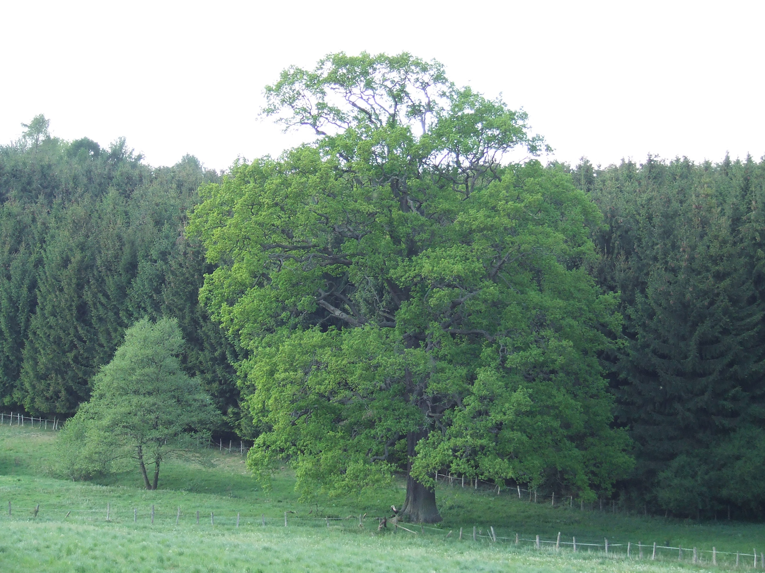 Stiel-Eiche - Hemer-Bäingsen - Okt. 2022