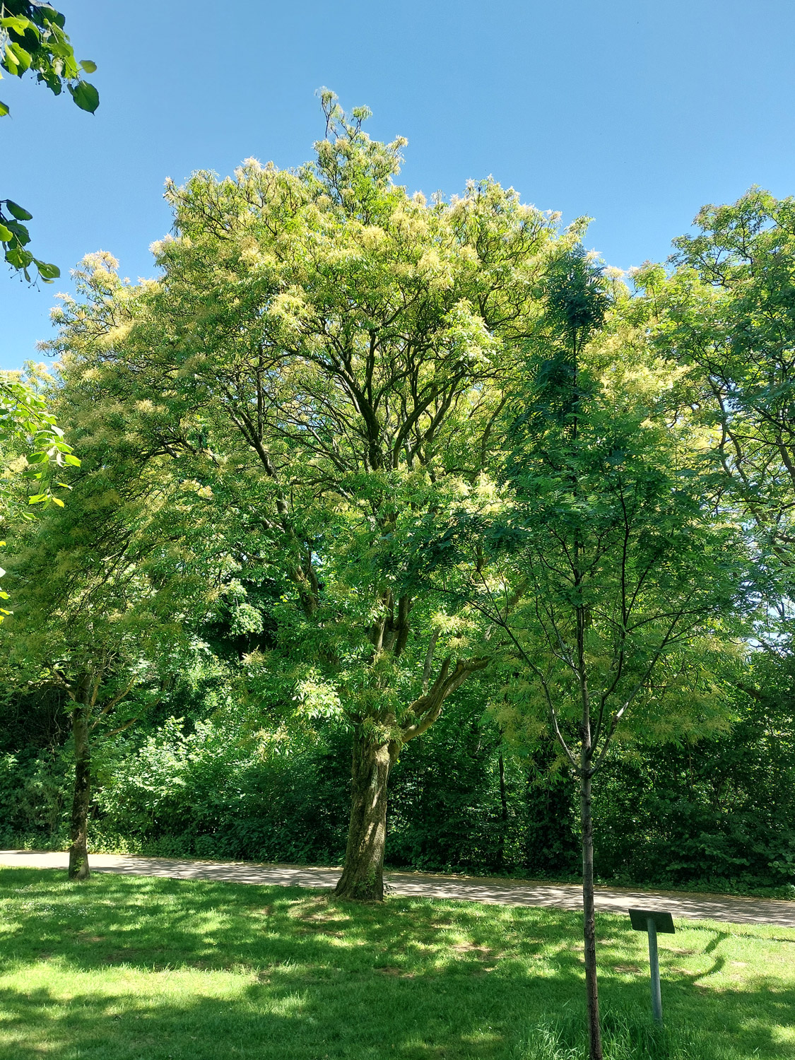 Fraxinus ornus - Bottrop - Mai 2025