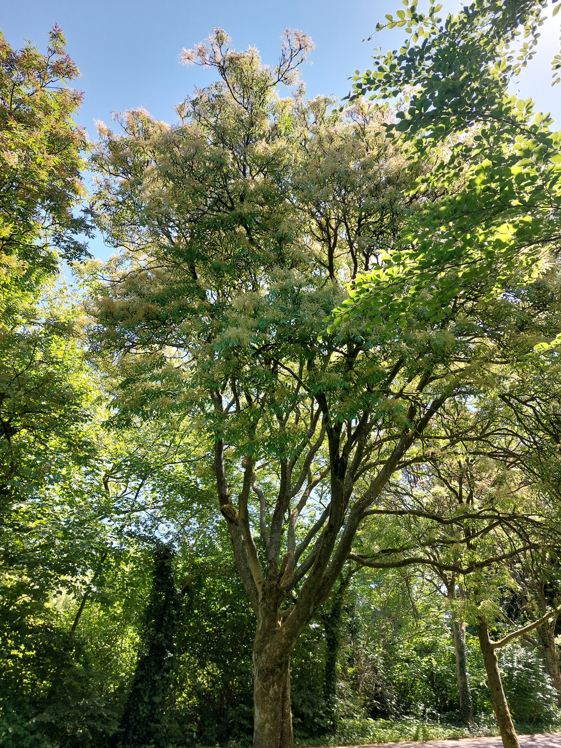 Fraxinus ornus - Bottrop - Mai 2025