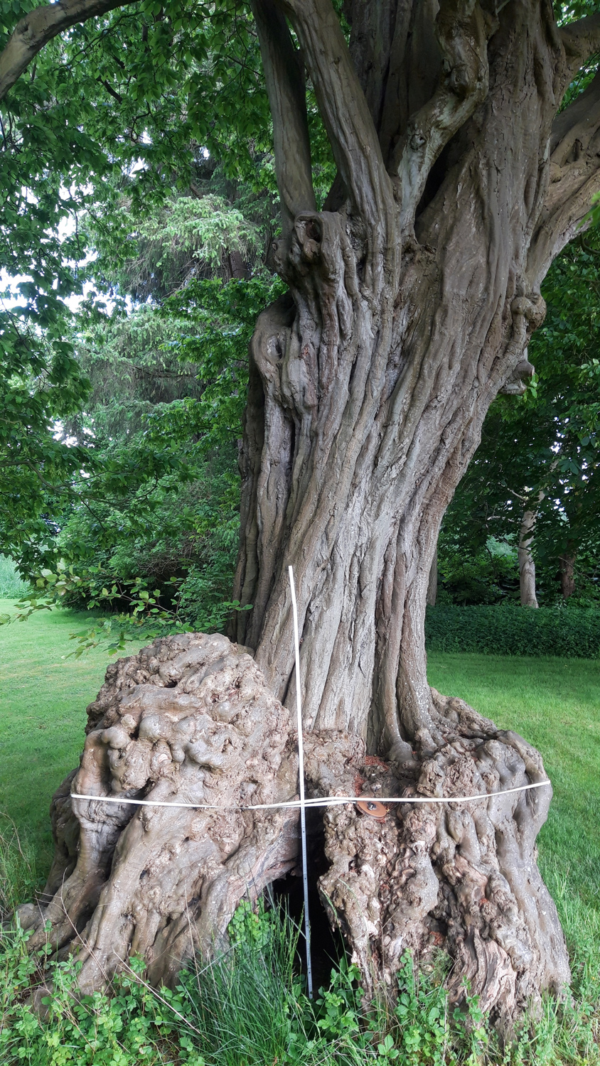 Carpinus betulus - Wischhafen-Neuland - Mai 2025