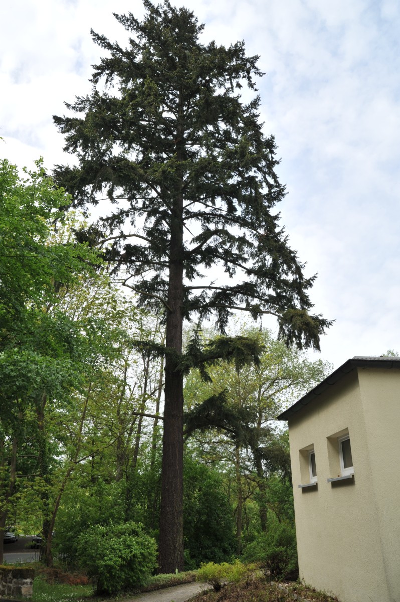 Pseudotsuga menziesii - Thalbürgel - Mai 2012