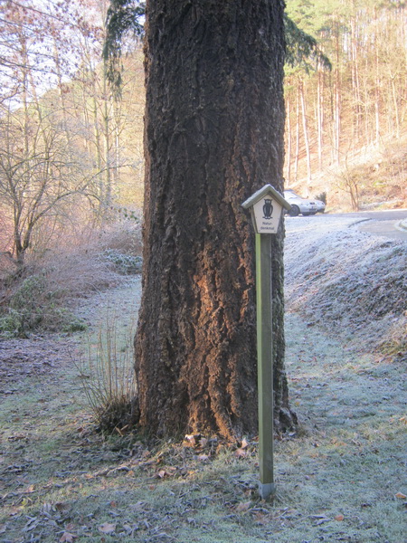 Pseudotsuga menziesii - Thalbürgel - Dezember 2016