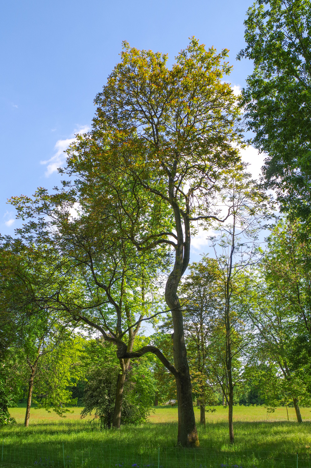 Ailanthus altissima