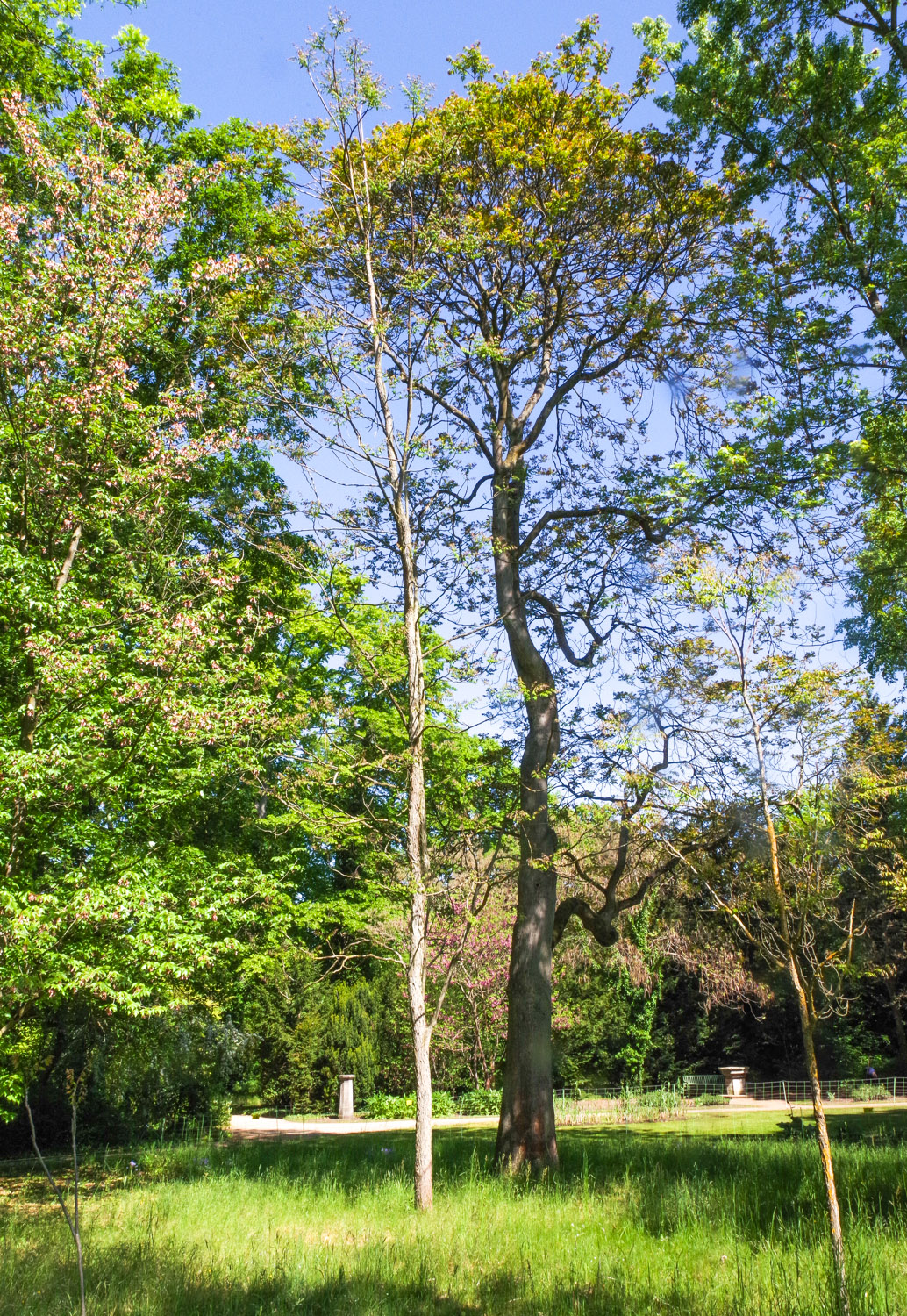Ailanthus altissima - Pfaueninsel - Mai 2025
