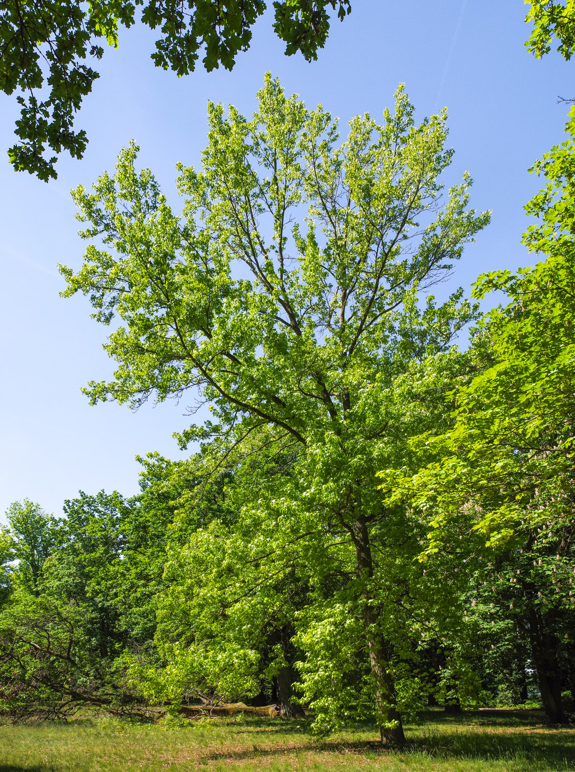 Liquidambar styraciflua