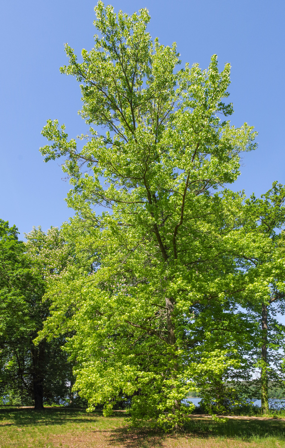 Liquidambar styraciflua - Pfaueninsel - Mai 2025