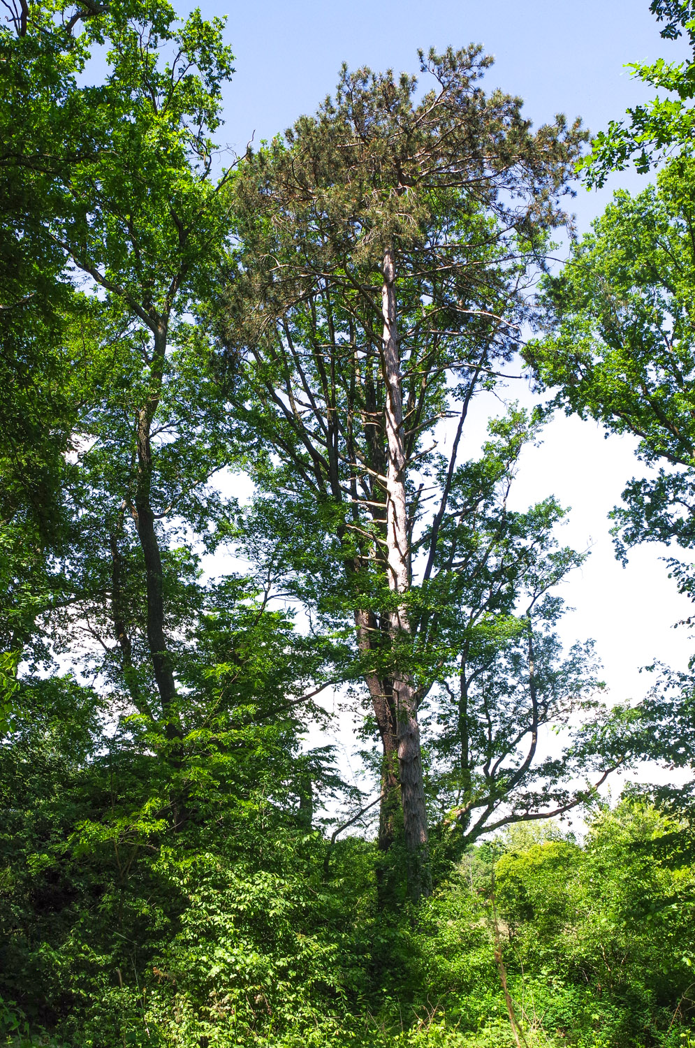 nigra Pinus subsp. laricio