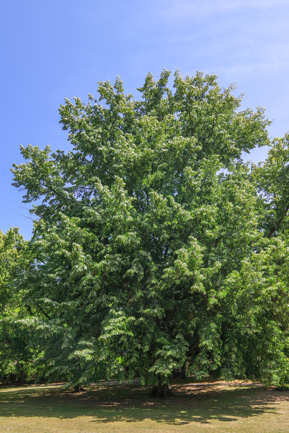 Tilia tomentosa - Berlin-Dahlem - Juni 2025