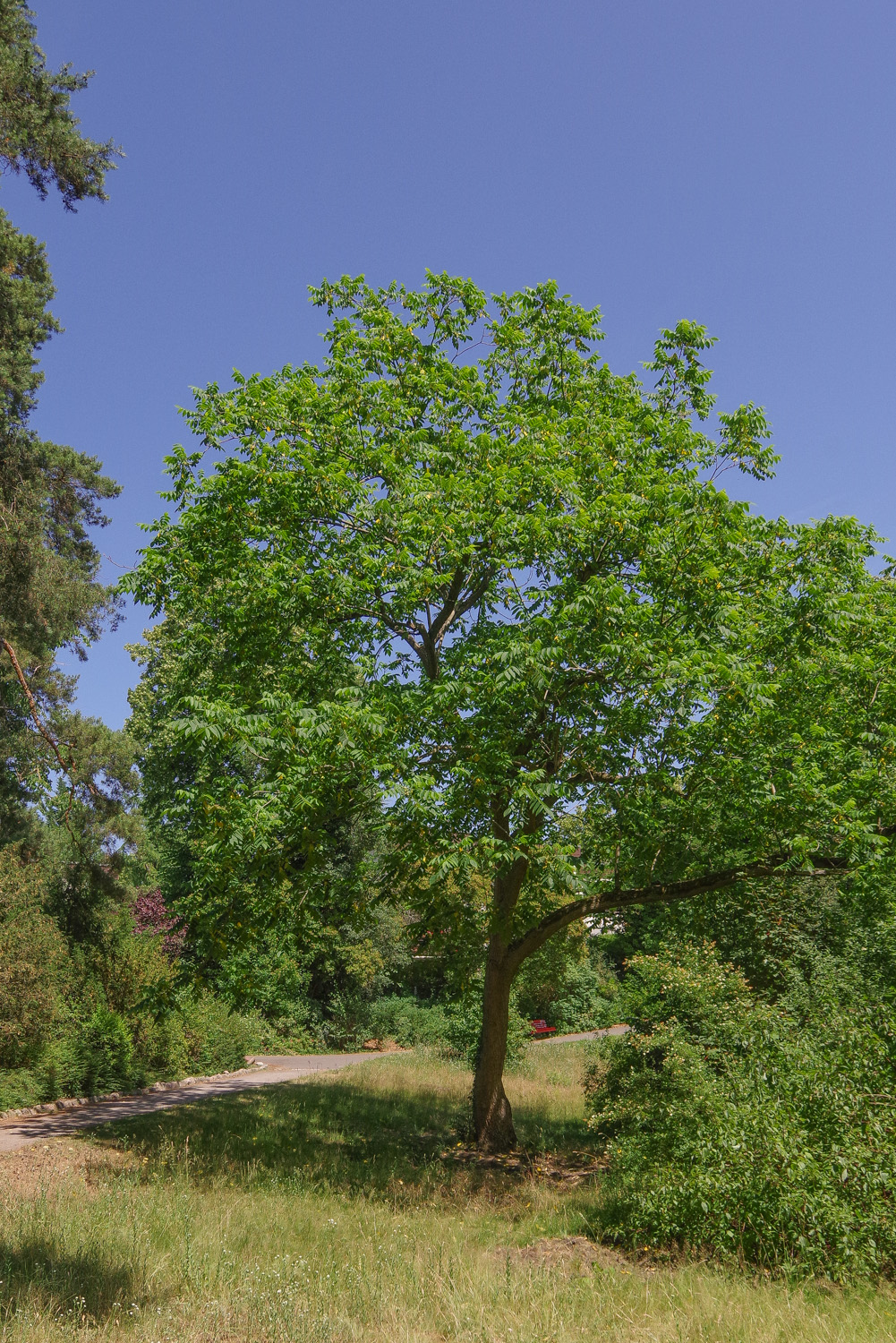Juglans mandshurica - Berlin-Dahlem - Juni 2025