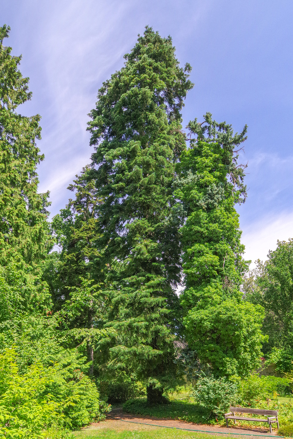 Abies grandis × concolor - Berlin-Dahlem - Juni 2025
