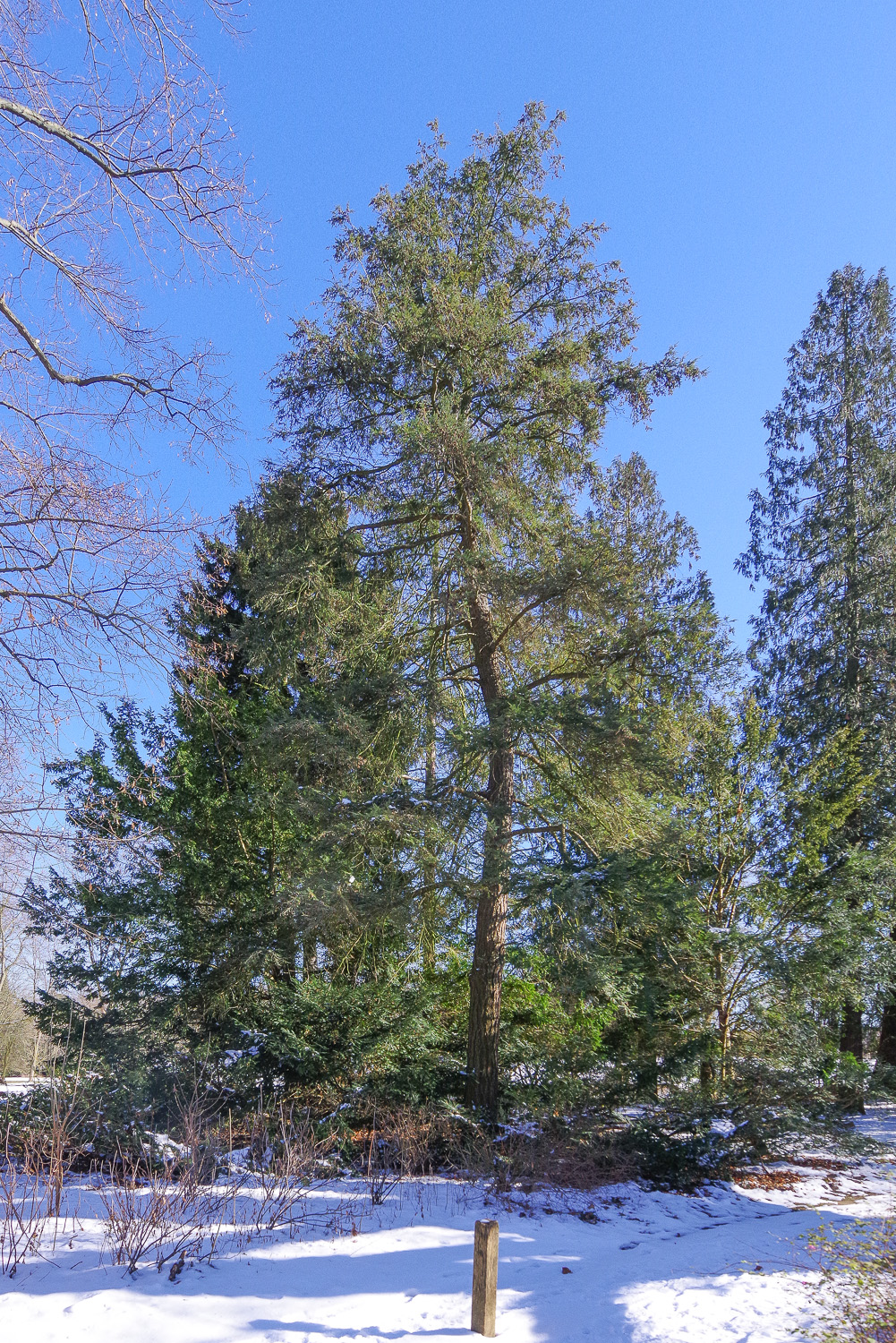 canadensis Tsuga