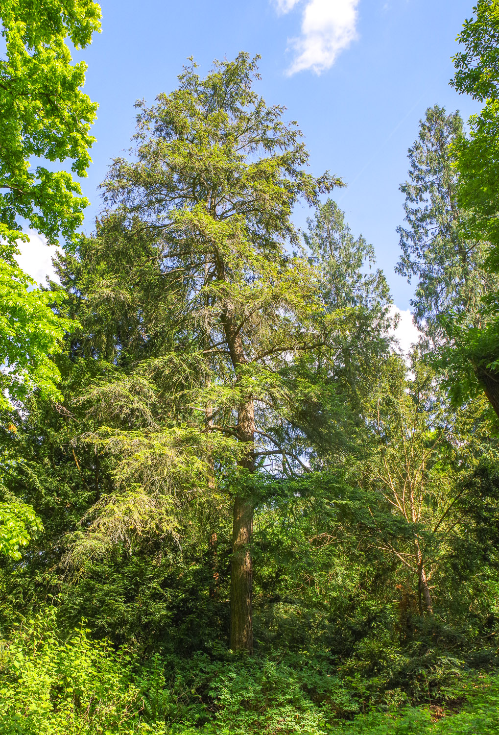 Tsuga canadensis - Berlin-Wannsee, Pfaueninsel - Mai 2025