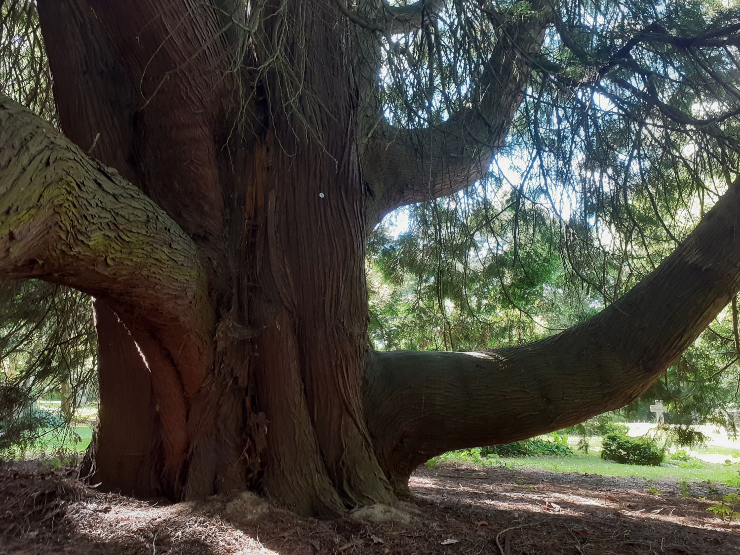 plicata Thuja