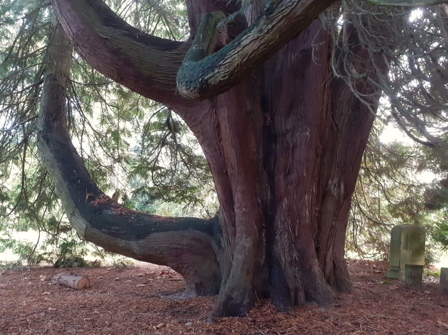 Thuja plicata - Stadtfriedhof Göttingen- Dez. 2024