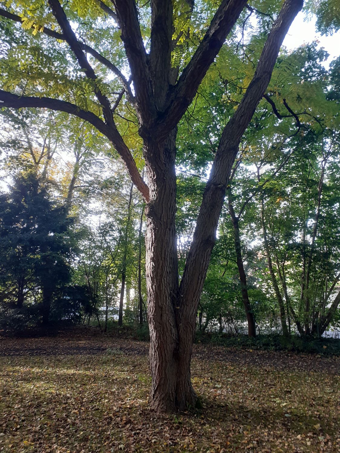 dioicus Gymnocladus