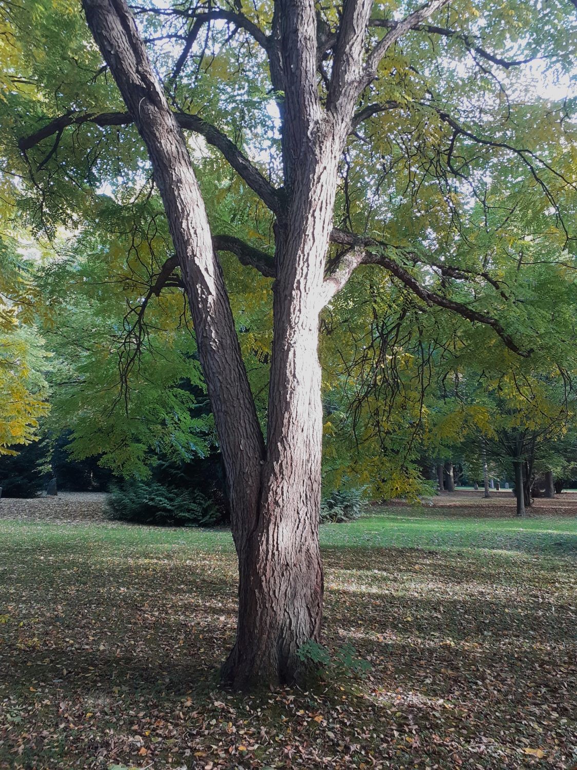 Gymnocladus dioicus - Stadtfriedhof Göttingen - Okt. 2024