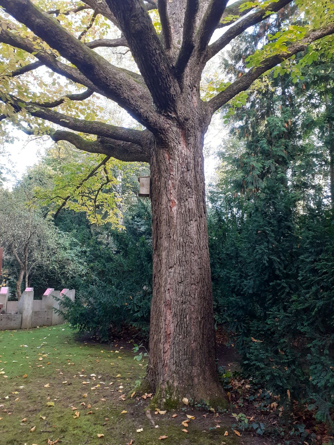 colurna Corylus