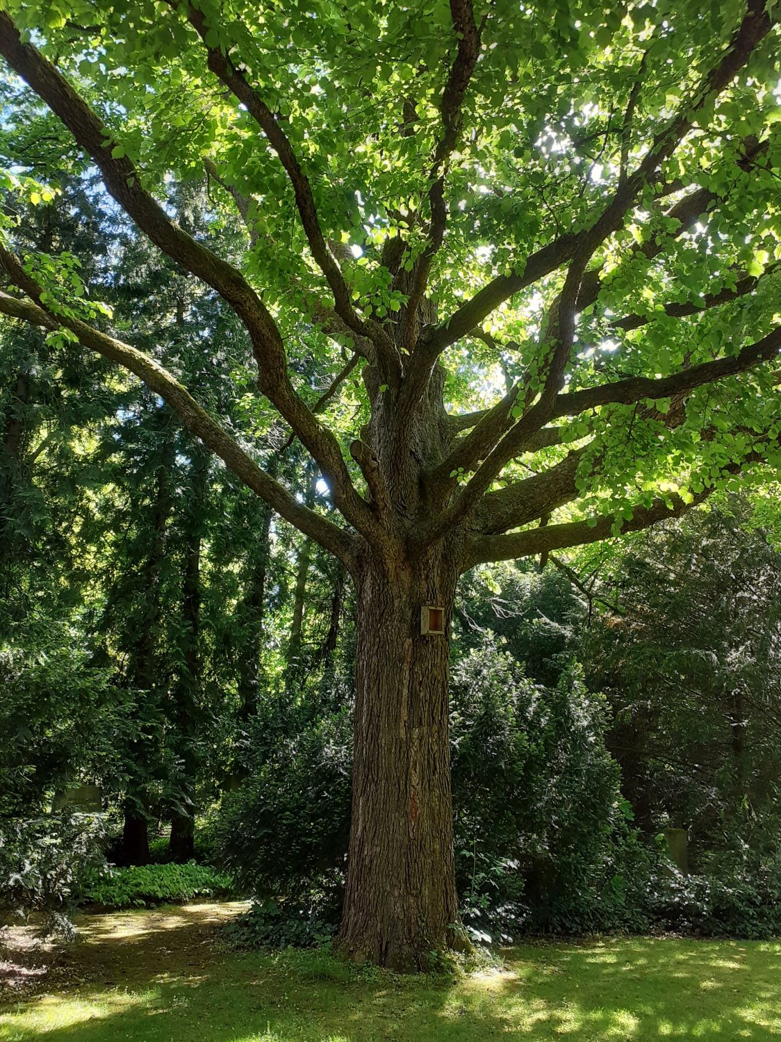 Corylus colurna - Stadtfriedhof Göttingen - Mai 2025
