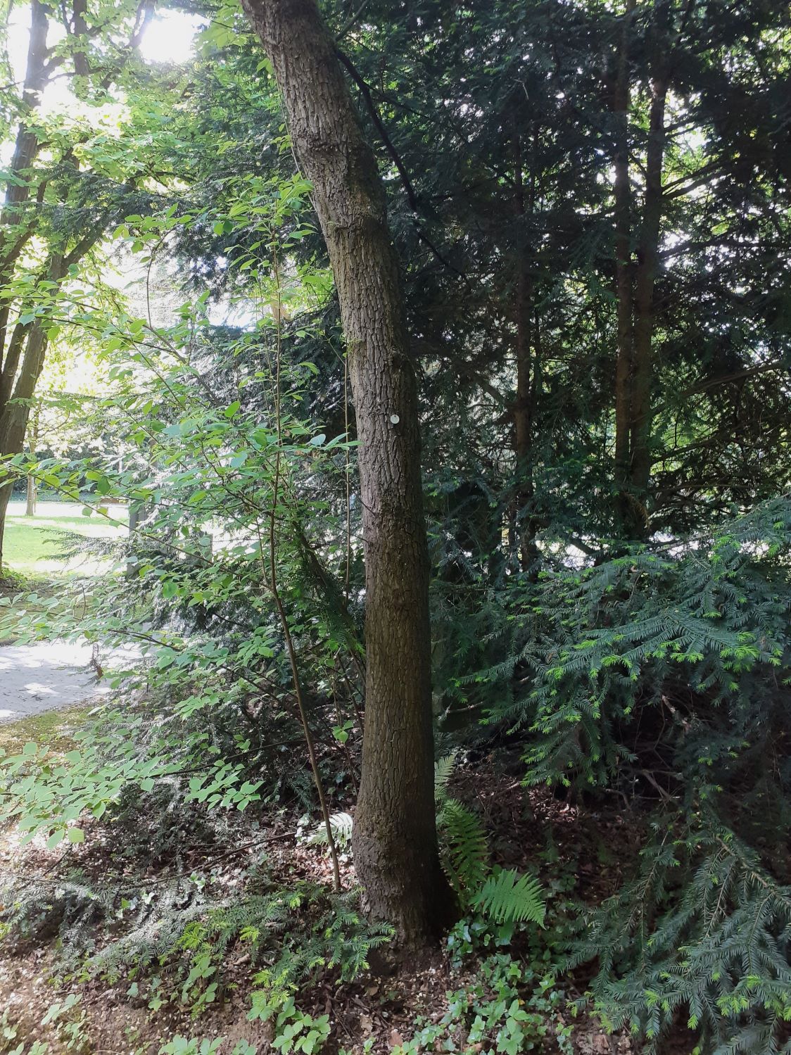 carolina Halesia