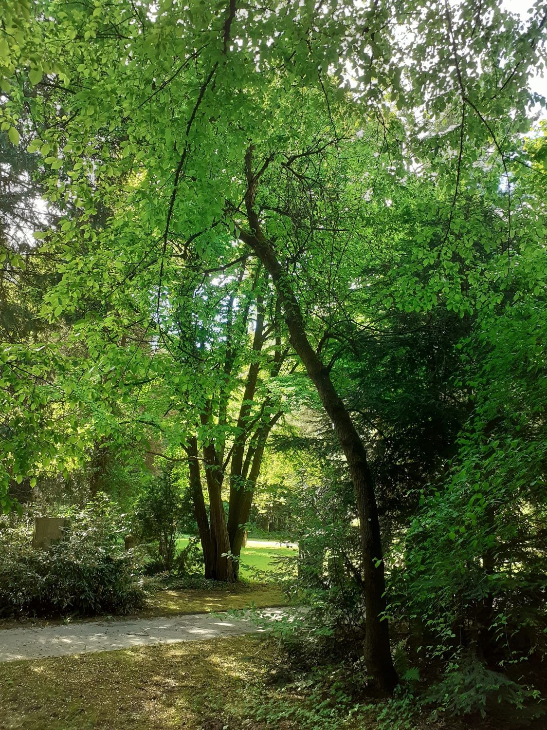 Halesia carolina - Stadtfriedhof Göttingen - Mai 2025