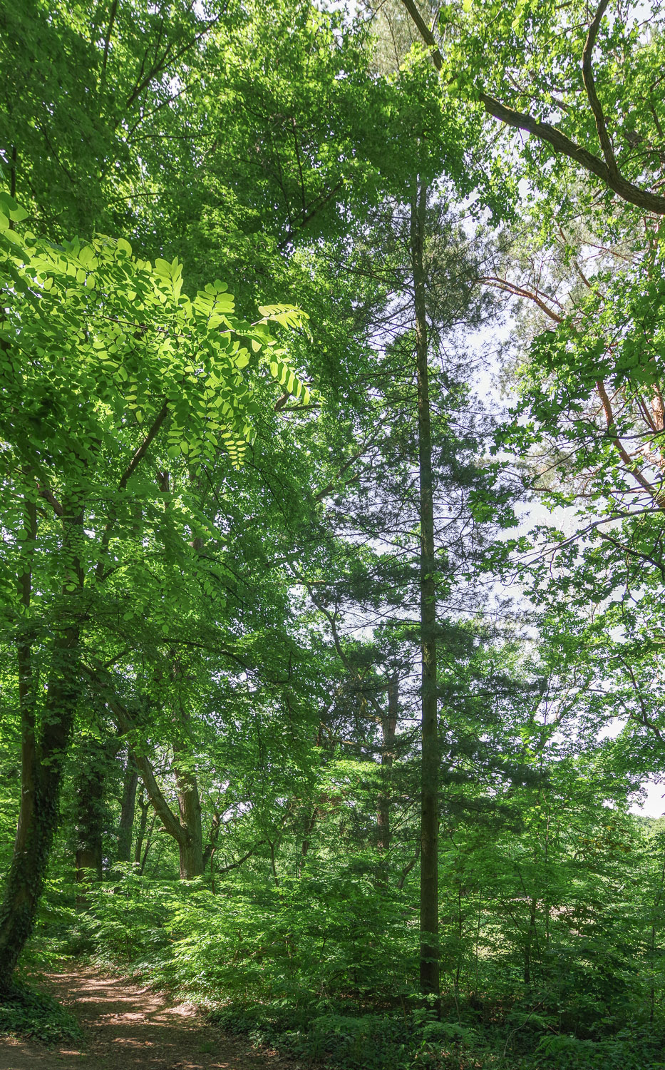 peuce Pinus
