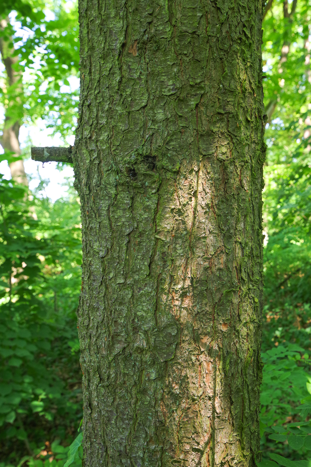 Pinus peuce - Berlin-Wannsee, Pfaueninsel - Juni 2025