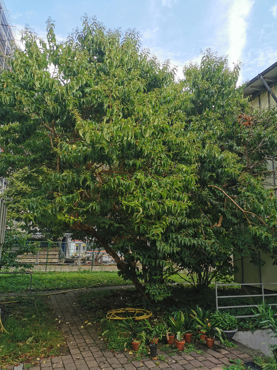 Heptacodium miconioides - Botanischer Garten Mainz - Juli 2025