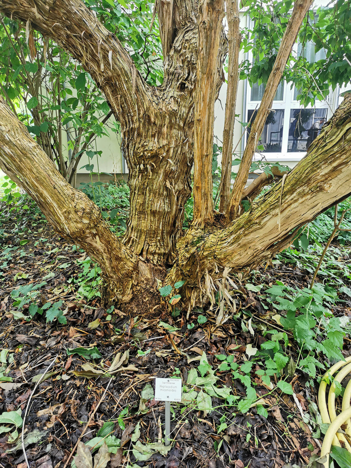 Heptacodium miconioides - Botanischer Garten Mainz - Juli 2025