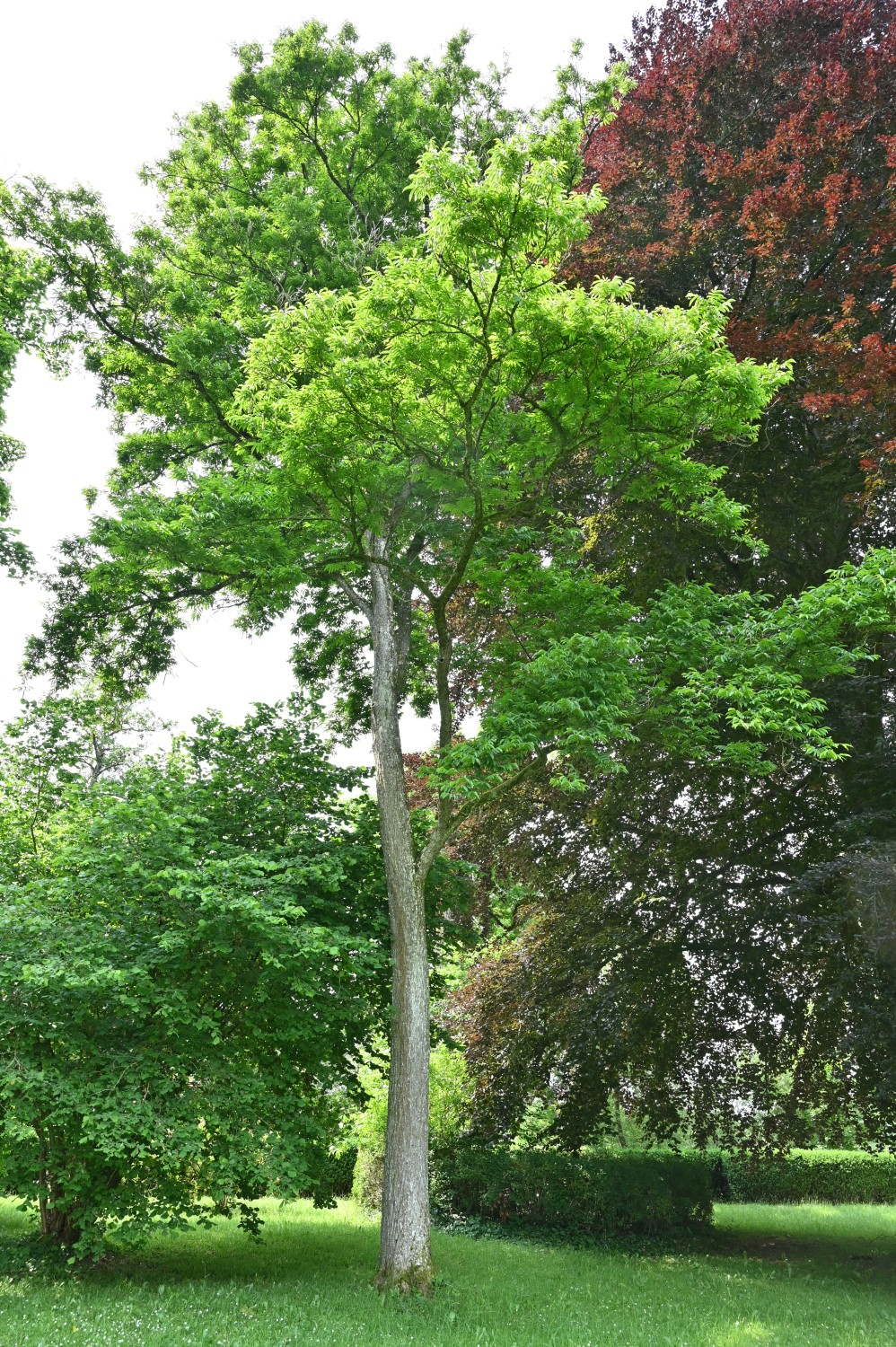 Pterocarya rhoifolia