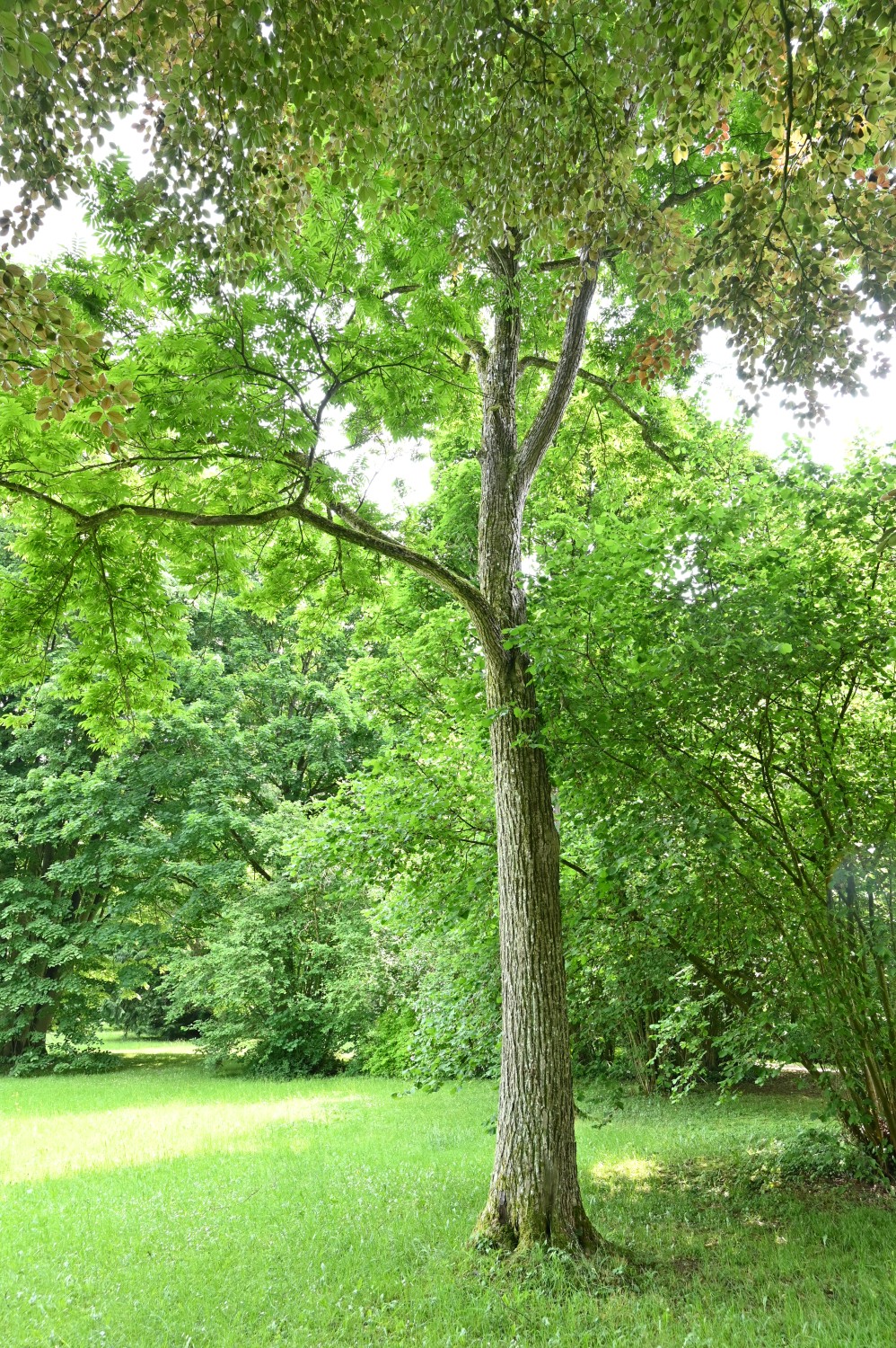 Pterocarya rhoifolia - Schlosspark Reichenschwand - Juni 2025