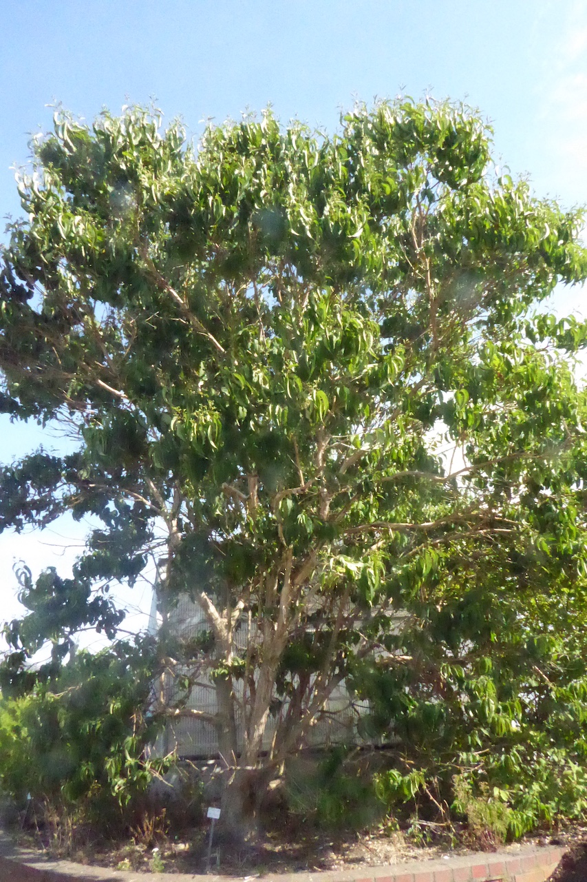 Heptacodium miconioides - Radeberg - August 2022