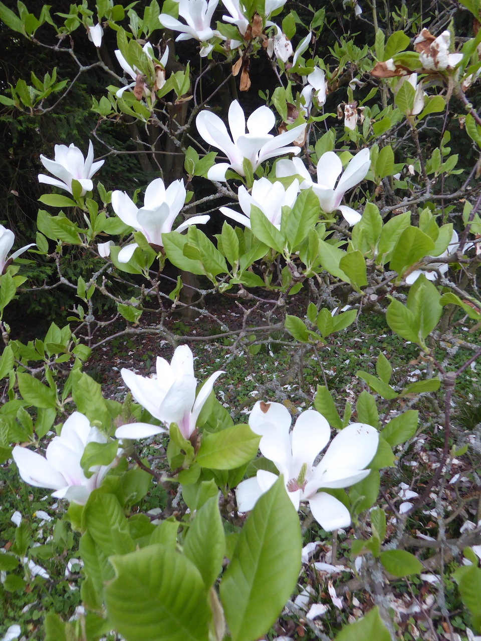 'Alba Superba' × soulangeana Magnolia