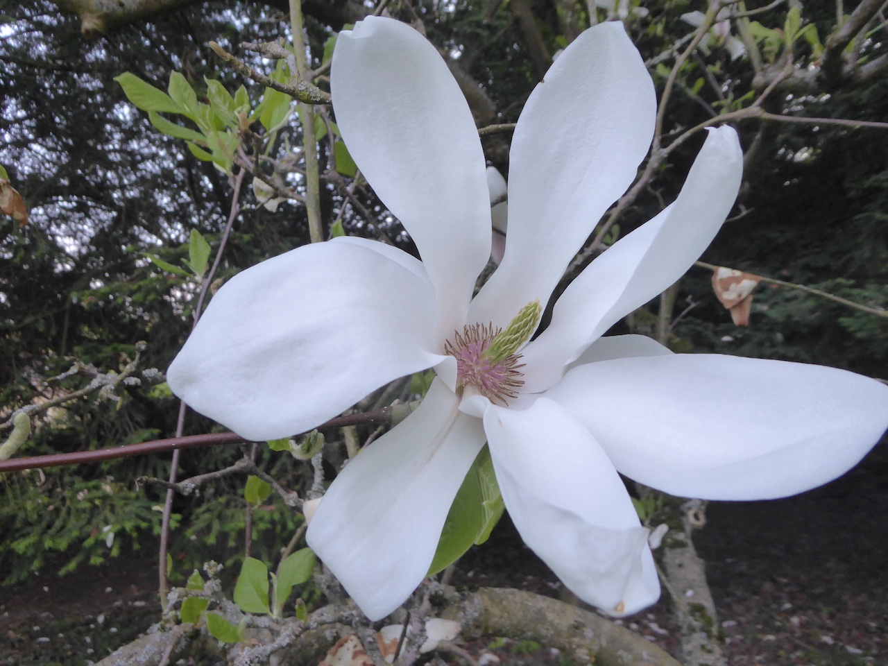 Magnolia x soulangeana 'Alba Superba' - Nöthnitz - Mai 2022
