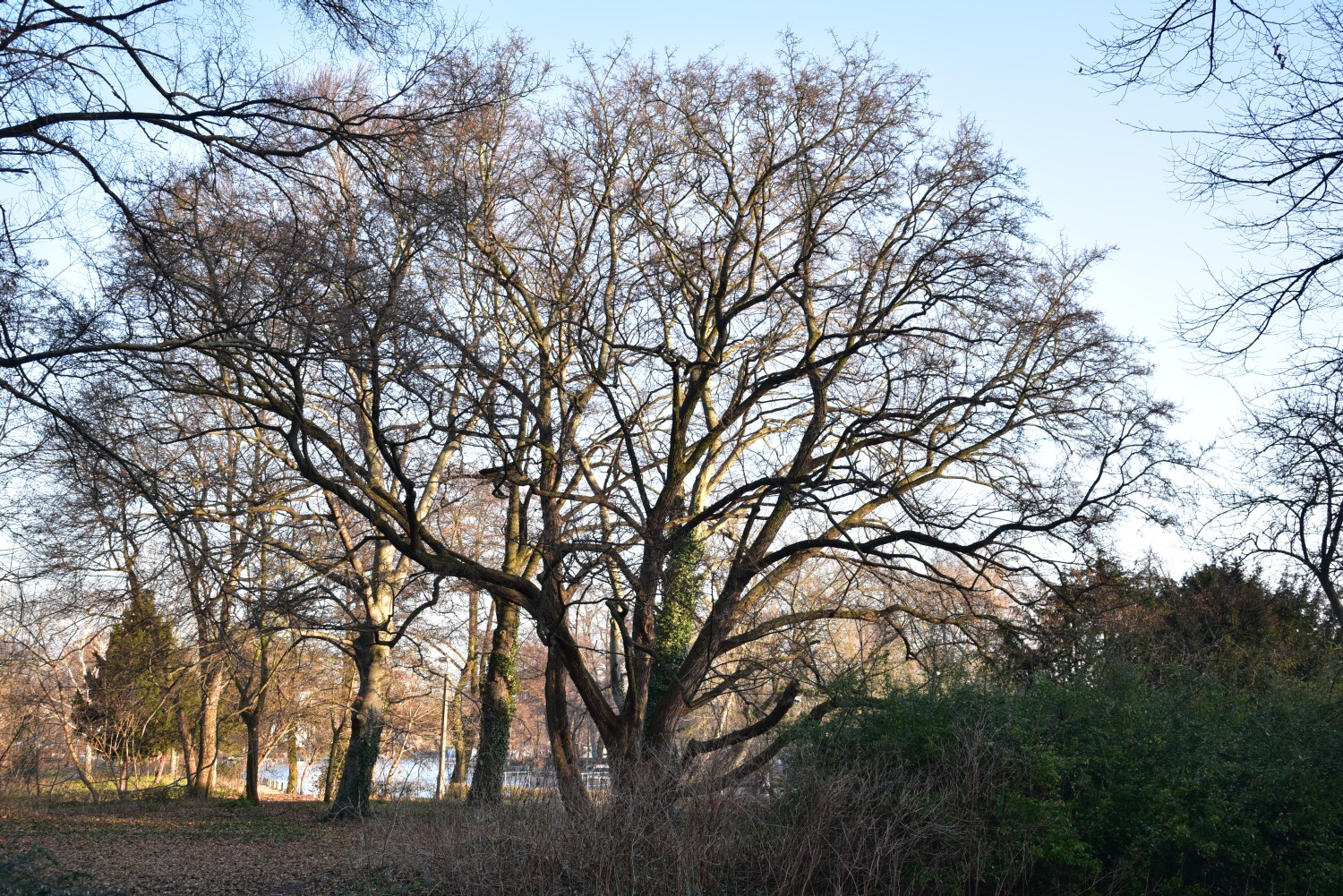 Acer campestre - Berlin, Köpenick - 2015