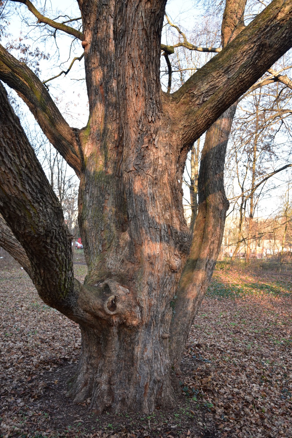 Acer campestre - Berlin, Köpenick - 2015