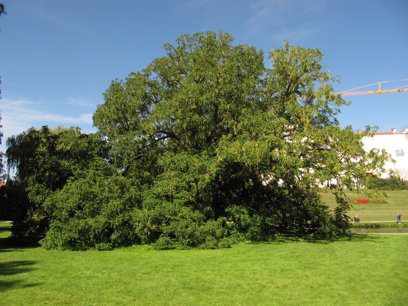 fraxinifolia Pterocarya