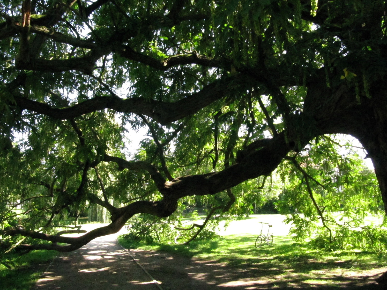 Pterocarya fraxinifolia - Celle - Sept. 2023