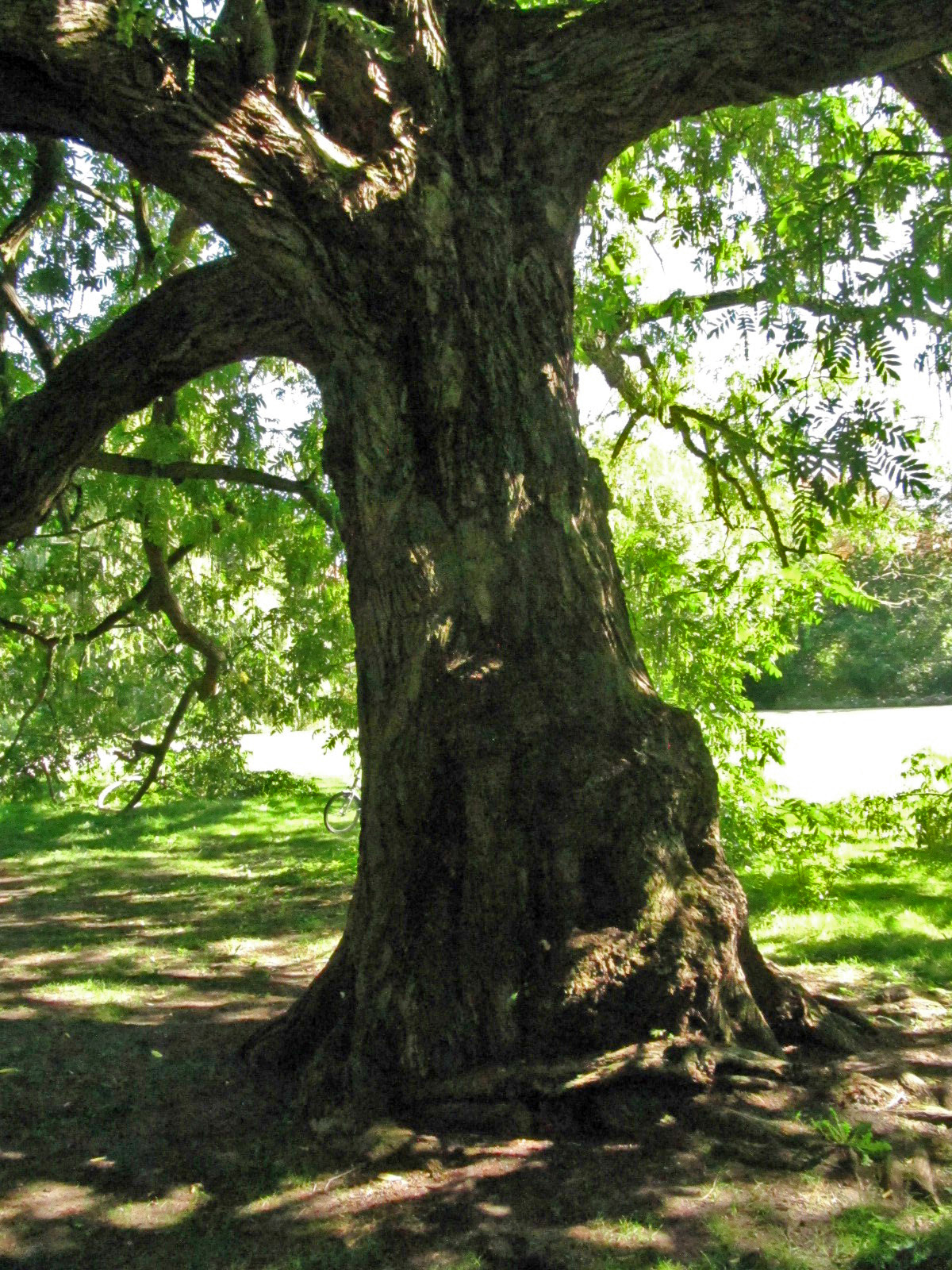 Pterocarya fraxinifolia - Celle - Sept. 2023