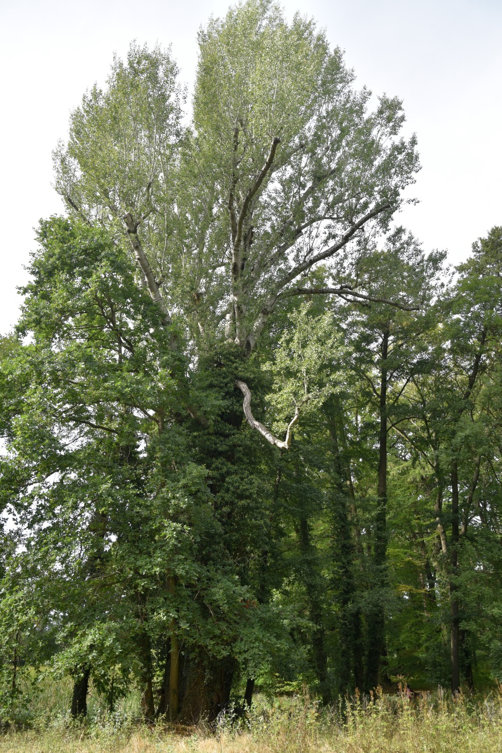 Populus alba - Bomsdorf - 2019