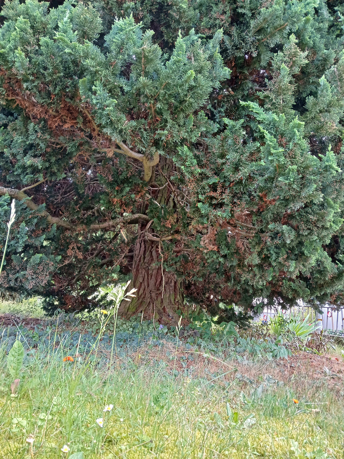 Chamaecyparis obtusa - Wannweil - Mai 2025