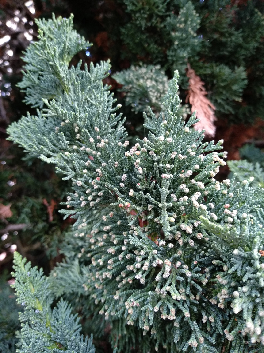 Chamaecyparis obtusa - Wannweil - Dez. 2022