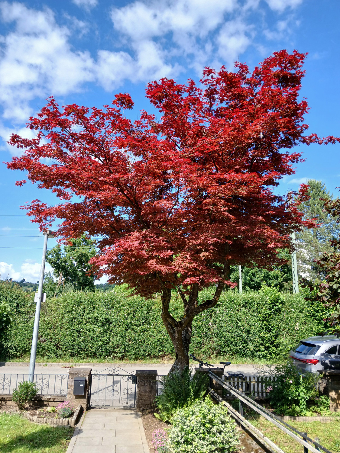 Acer palmatum 'Atropurpureum' - Wannweil - Mai 2025