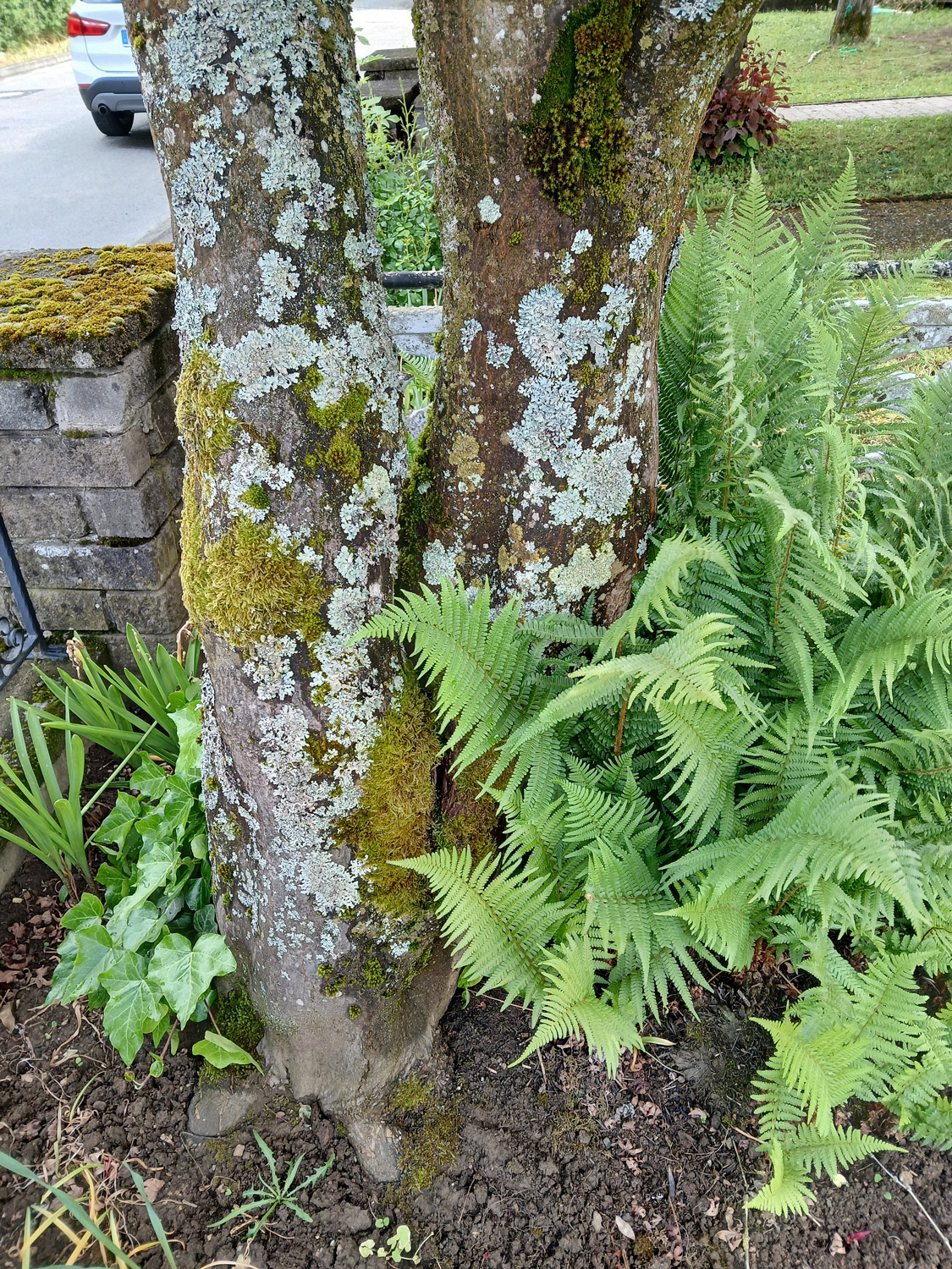 Acer palmatum 'Atropurpureum' - Wannweil - Mai 2025