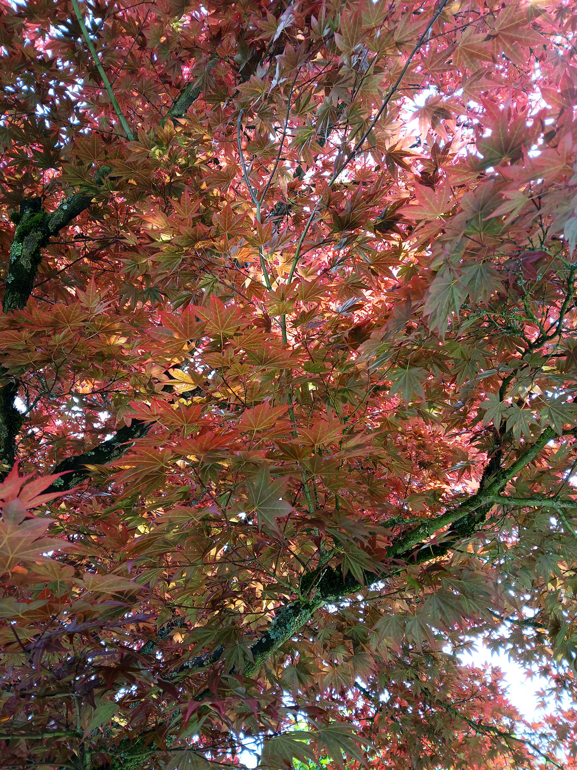 Acer palmatum 'Atropurpureum' - Wannweil - Mai 2025