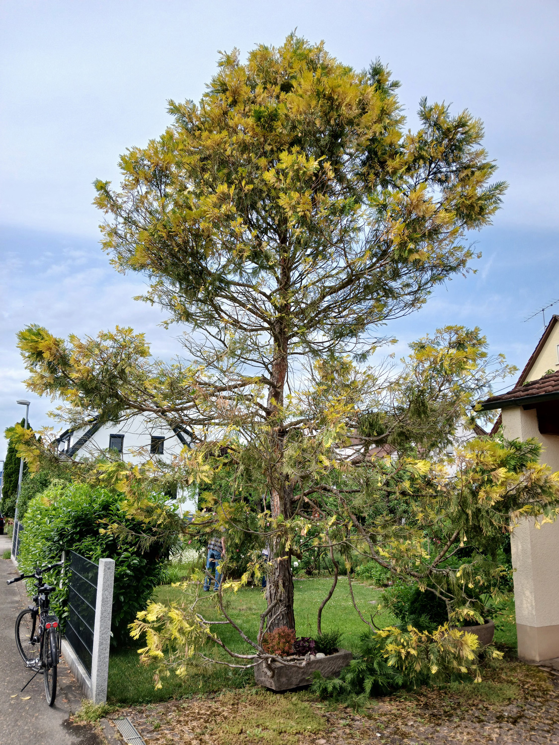 Calocedrus decurrens 'Aureovariegata' - Wannweil - Juni 2025
