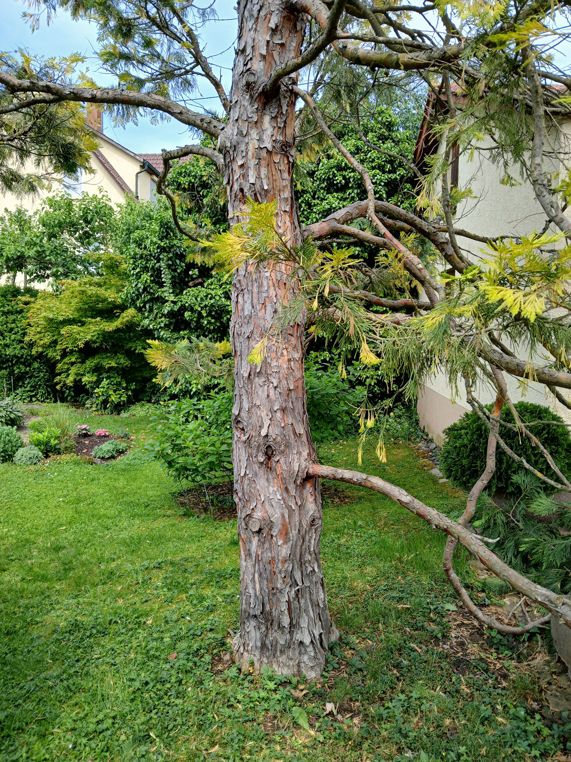 Calocedrus decurrens 'Aureovariegata' - Wannweil - Juni 2025