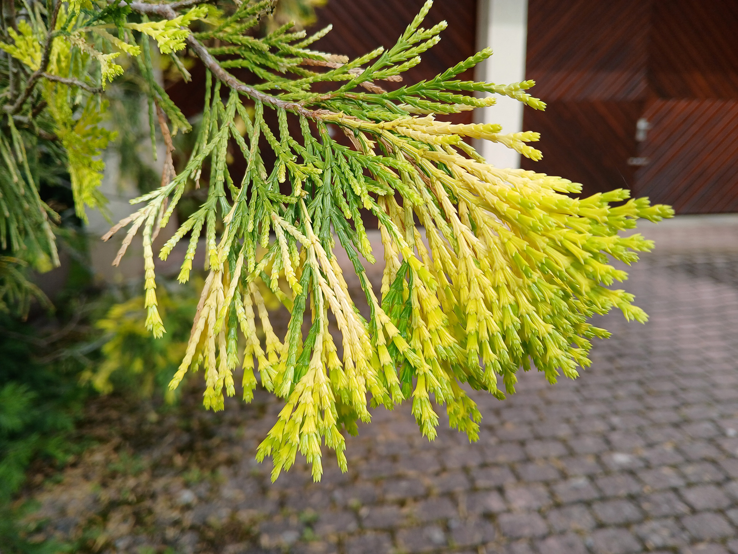 Calocedrus decurrens 'Aureovariegata' - Wannweil - Juni 2025